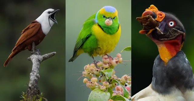 10 Tips for Capturing Incredible Photos of Birds