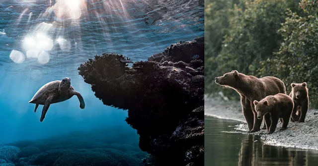 A sea turtle swims near a coral reef underwater with sunlight streaming down; beside it, a mother bear and her two cubs stand by the edge of a forested…