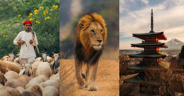 A shepherd in traditional attire with sheep, a lion walking on a dirt path, and a pagoda with Mount Fuji in the background at sunset, shown in three…