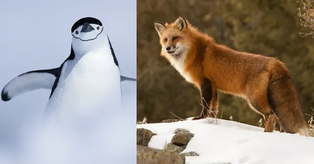 A chinstrap penguin stands in snow on the left, while a red fox stands on snowy ground with rocks and trees in the background on the right.