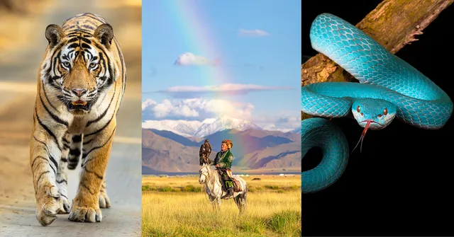 A collage of three images: on the left, a tiger walking forward; in the center, a person on horseback holding a bird of prey with a rainbow and mountains…