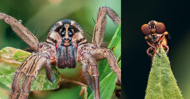 Close-up of a spider on the left clinging to a green leaf, showing its eyes and hairy legs, and a detailed view of an insect with large eyes perched on…