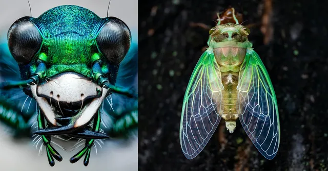 Close-up macro photography of two insects. The left image shows the detailed head of a vibrant green beetle with prominent eyes and mandibles. The right…