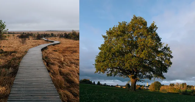A split image: The left shows a wooden boardwalk winding through a dry, grassy landscape under a cloudy sky. The right features a lone tree with a dense…
