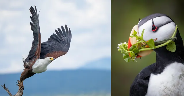 On the left, an eagle takes flight from a branch against a blurred sky. On the right, a puffin holds green plants and white flowers in its colorful beak,…