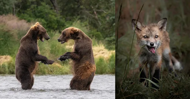 The Winners of PetaPixel’s Wild Personalities Photo Contest