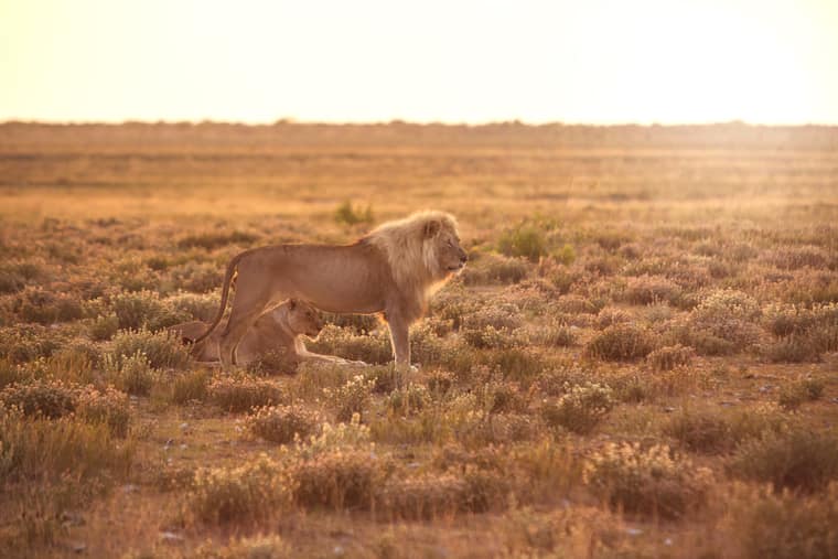 Productions Of The World - Namibia And Beyond