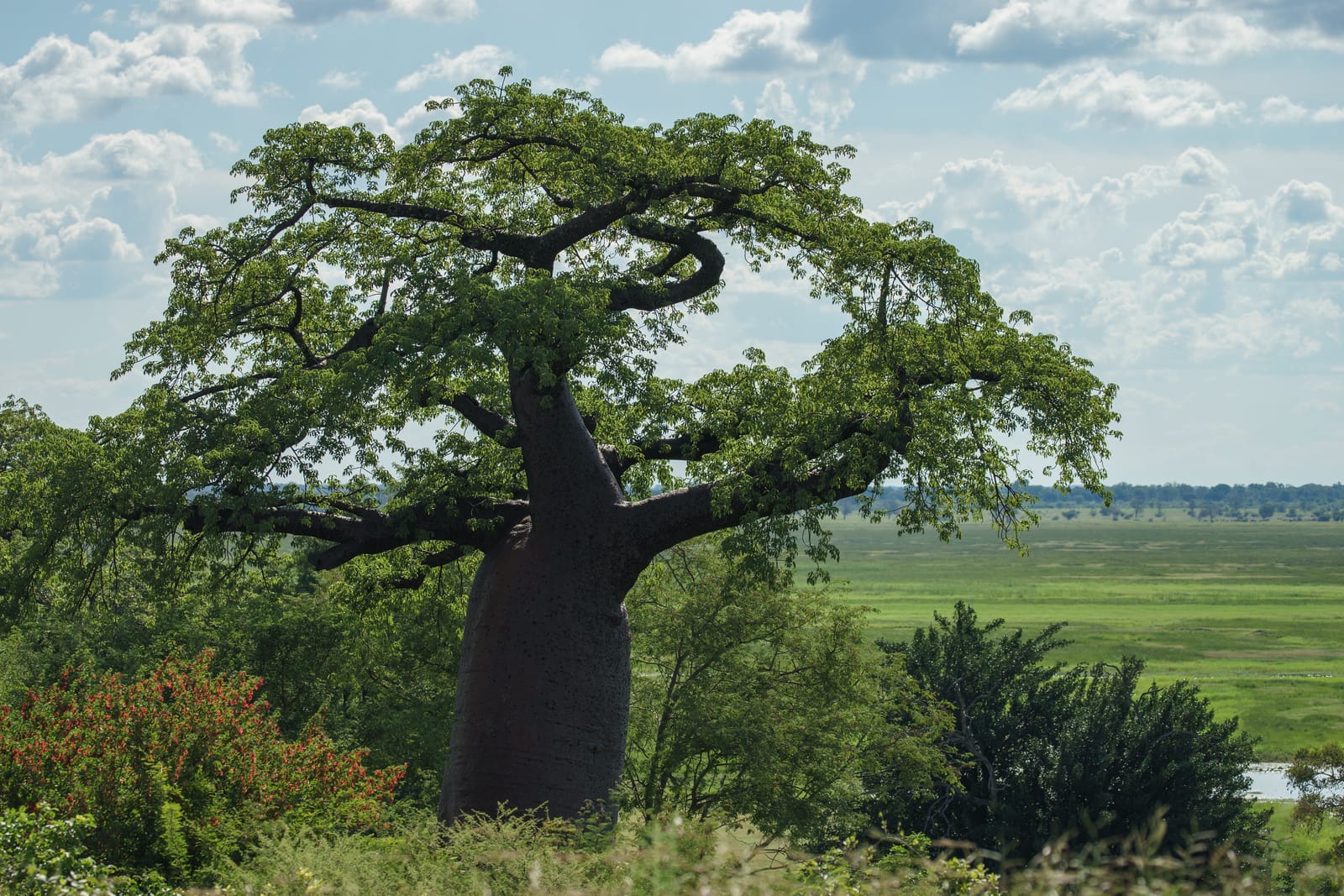 Michael Bonocore Botswana
