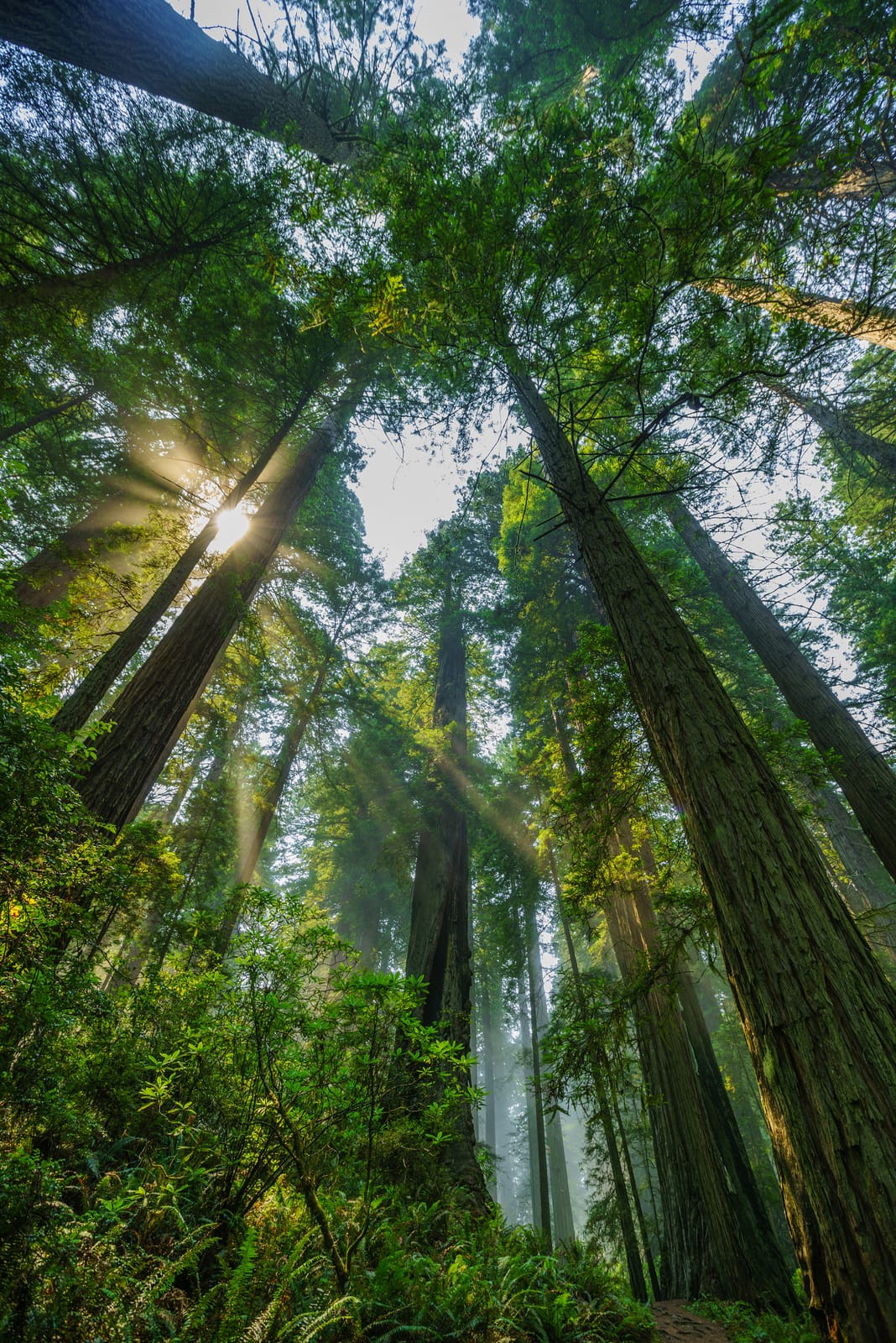 Redwood-National-Park-Michael-Bonocore