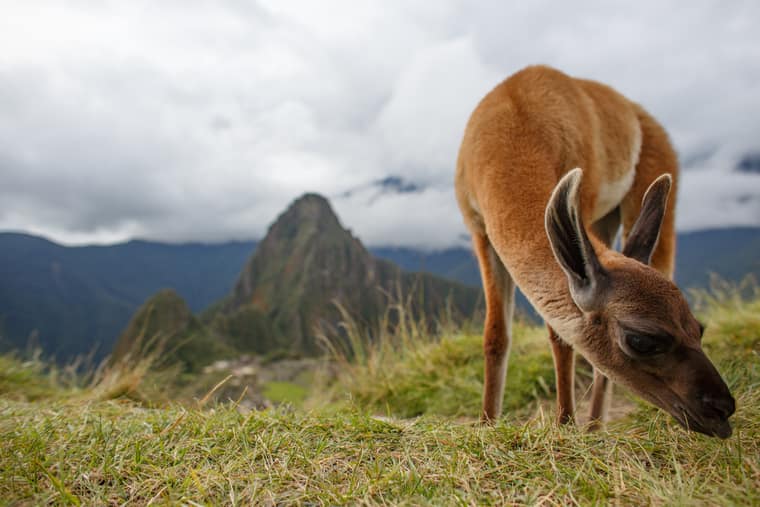 Exploring the Wonders Of Machu Picchu From Your Couch