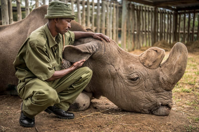 A Conversation with Ami Vitale About Rhino Conservation and How You Can Win a Trip to Kenya