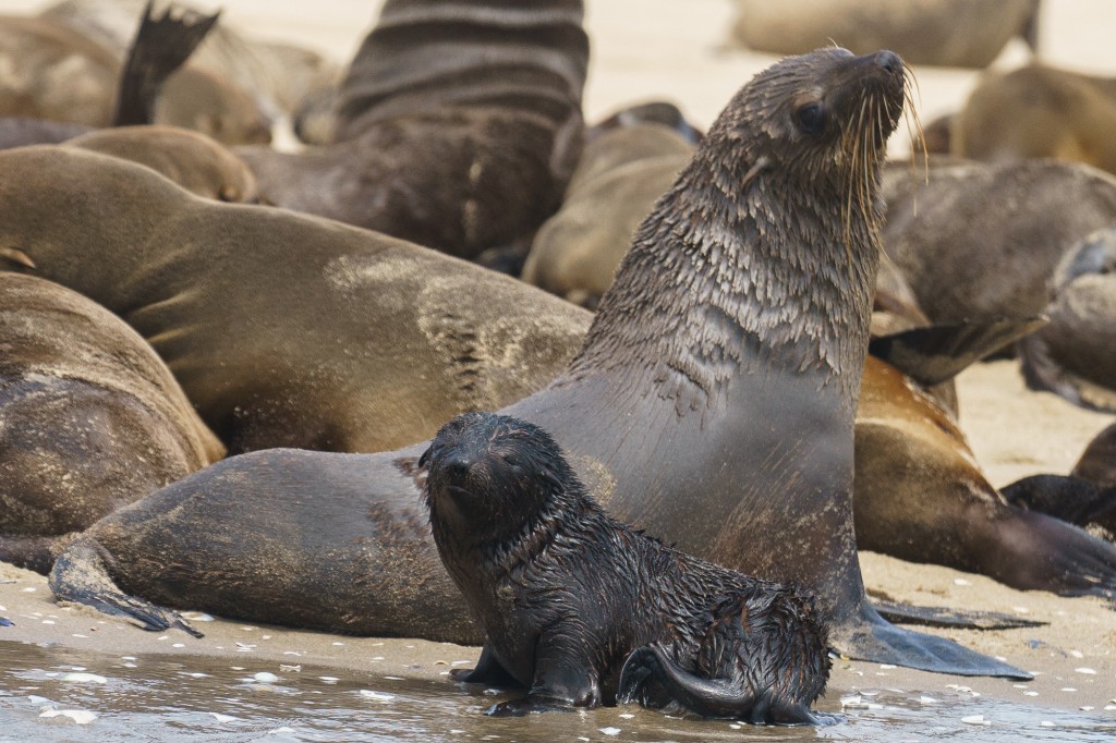 Sea lions line the shores of Walvis Bay during an early morning kayak expedition with Eco Marine Tours