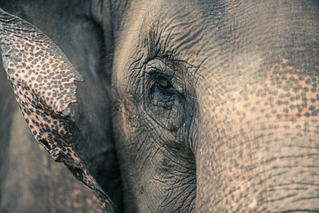 Elephant Nature Park Lek Chailert 10