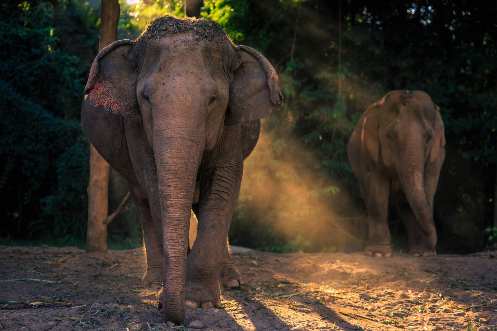 Elephant Nature Park Lek Chailert 12