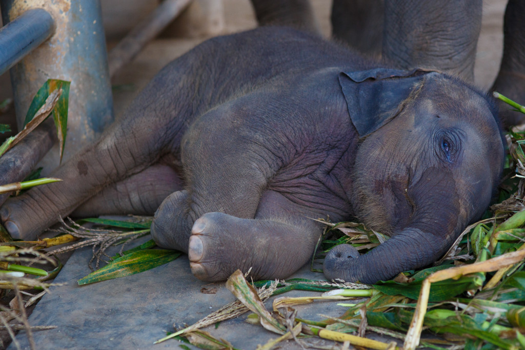 Elephant Nature Park Lek Chailert 14