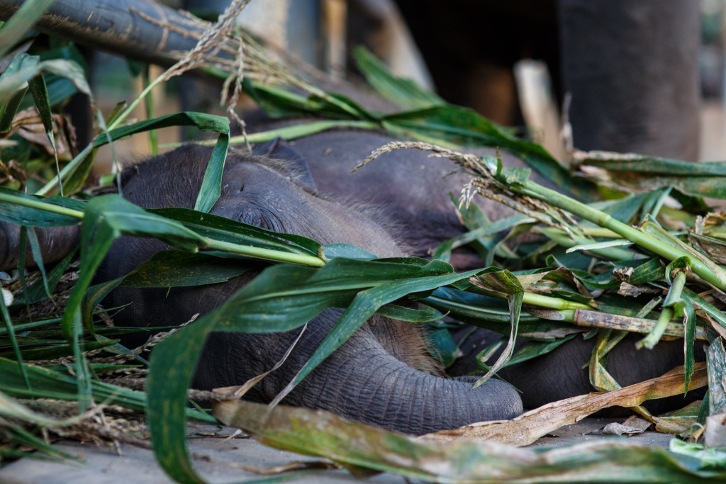 Elephant Nature Park Lek Chailert 15