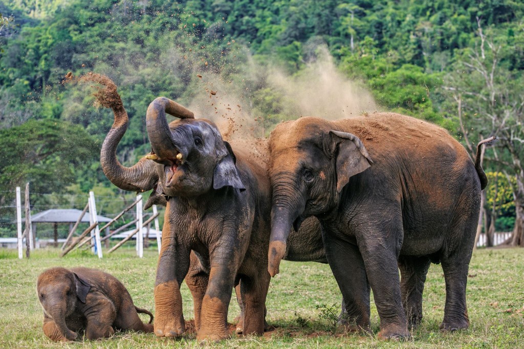 Elephant Nature Park Lek Chailert 2