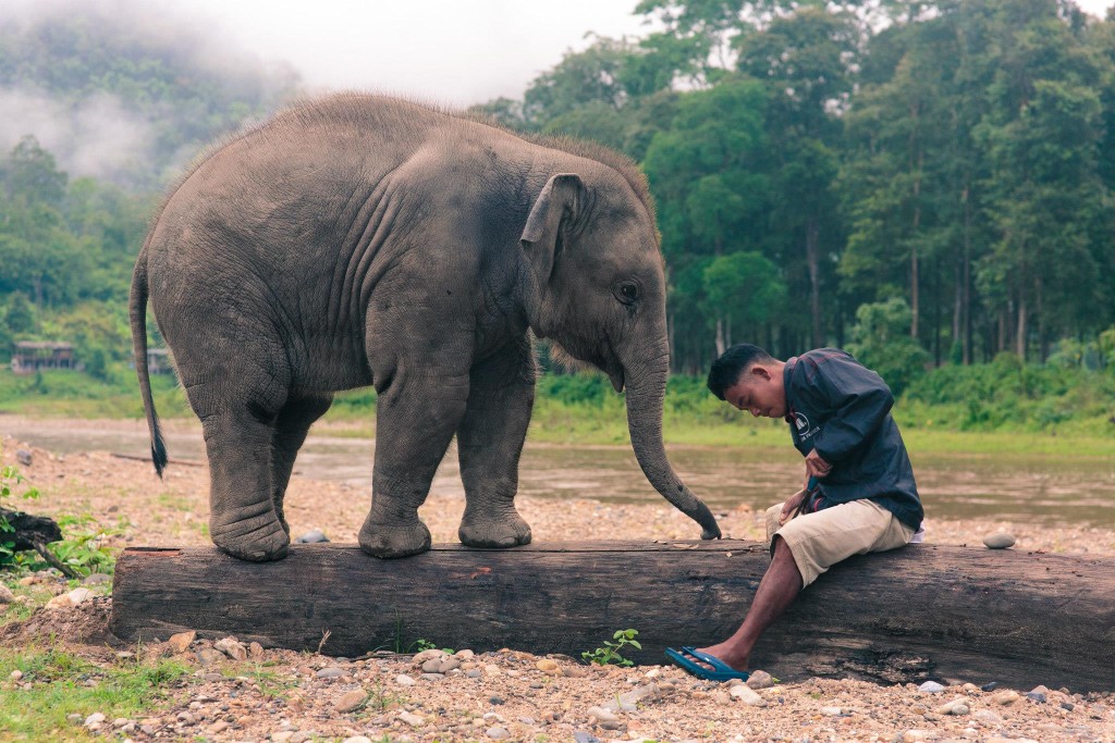 Elephant Nature Park Lek Chailert 4