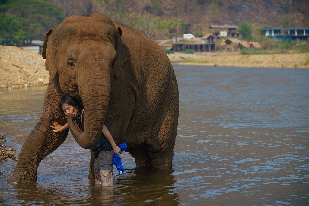 Elephant Nature Park Lek Chailert 5