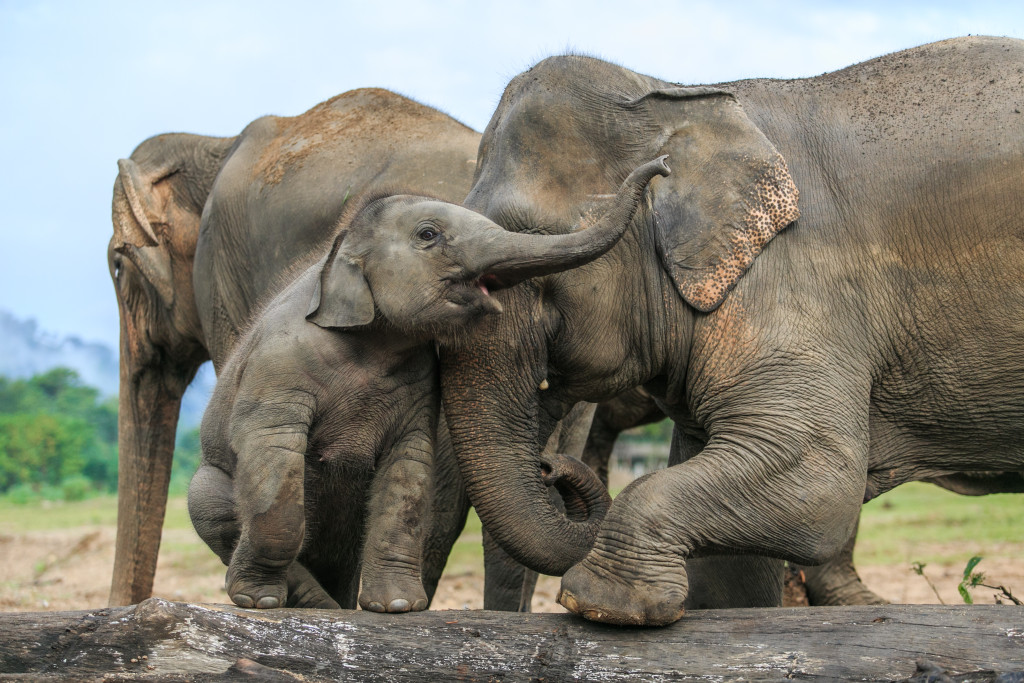 Elephant Nature Park Lek Chailert 6