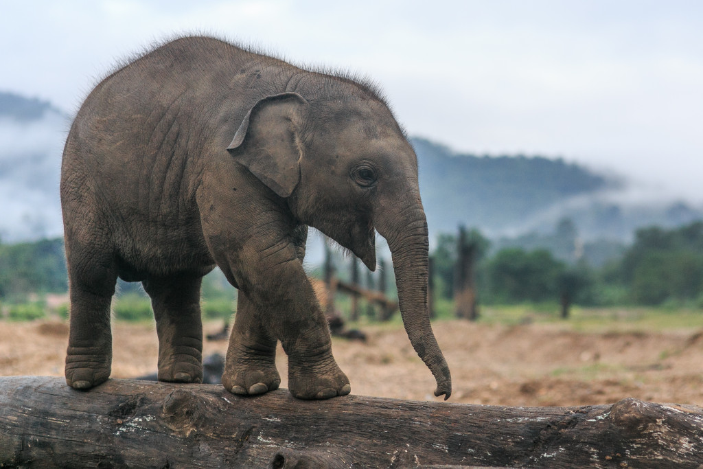 Elephant Nature Park Lek Chailert 7