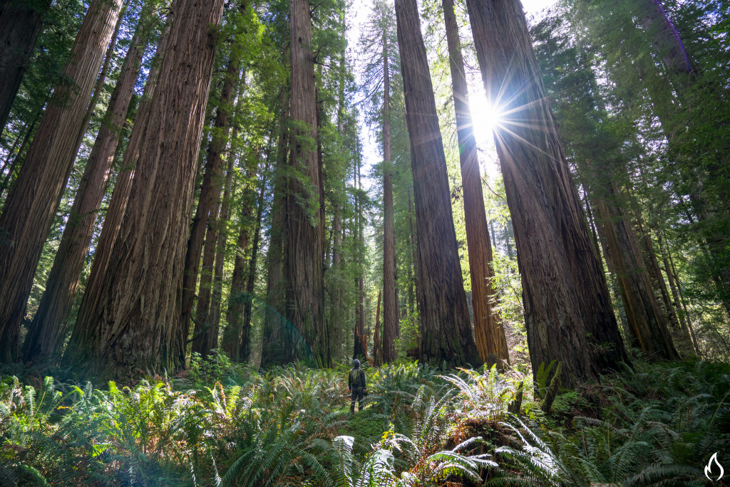 AndyBest_ToyotaTRDpro_Redwoods