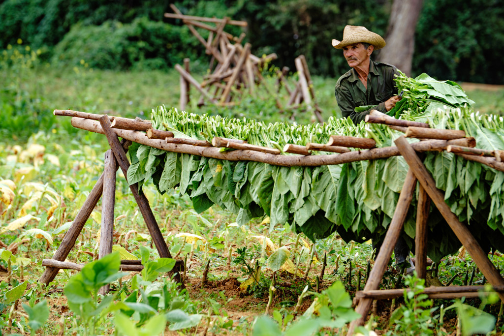A tobacco farmer places leaves to be dried on the makeshift wooden drying racks in Vinales. Photographed on a Tamron 70-200mm f/2.8 at 1/200 and f/3.5.