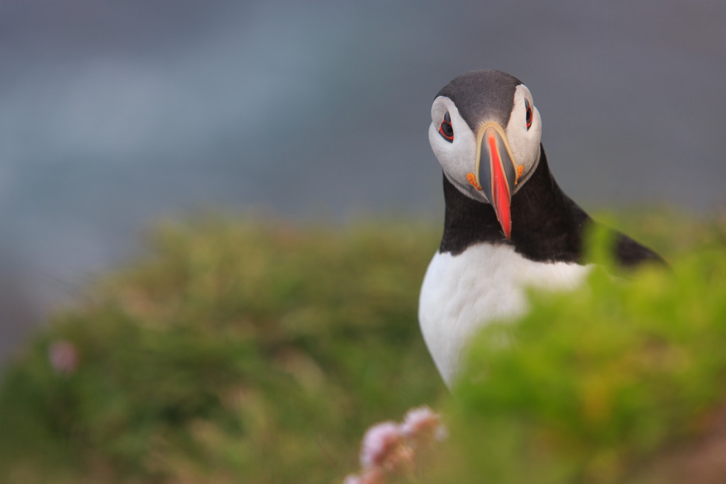 Resource Travel 500px Iceland Puffin