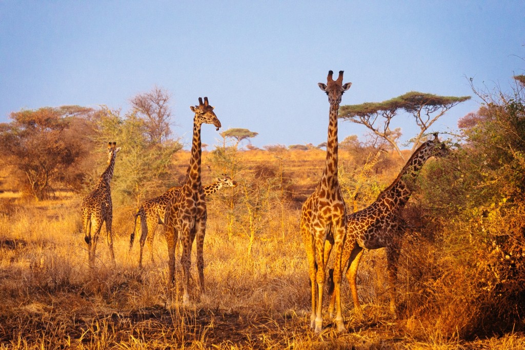 When safari was over we discovered a huge herd of giraffes at the gate of Serengeti.
