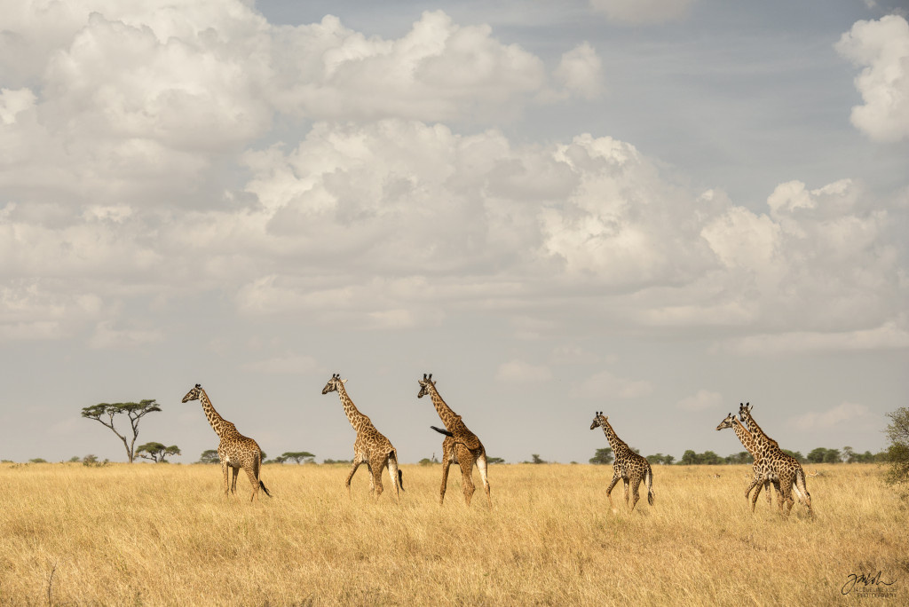 Jacqueline_M_Koh_ResourceTravel_Serengeti