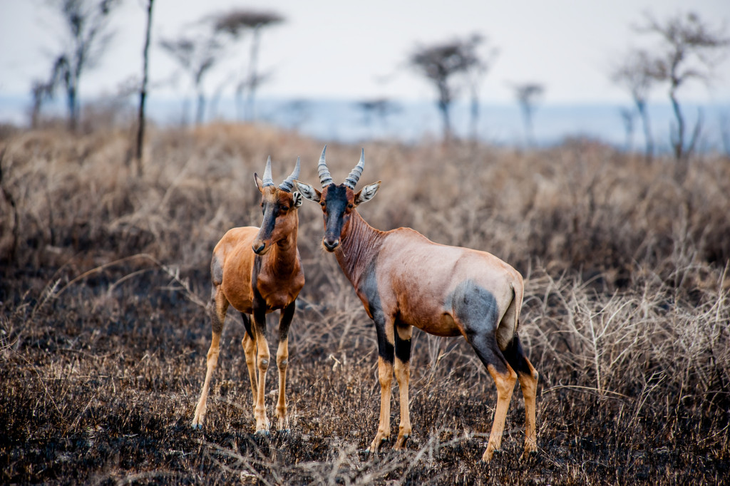 Meagan Corlin Brogan Tanzania Gazelle Pair