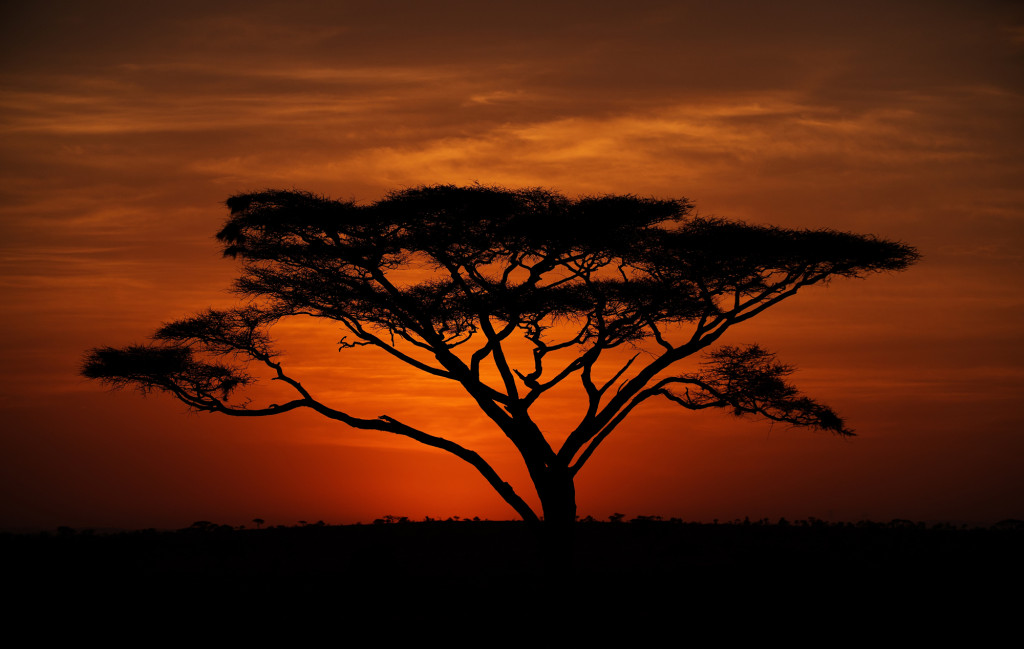 Michael-Bonocore-Serengeti-Sunrise