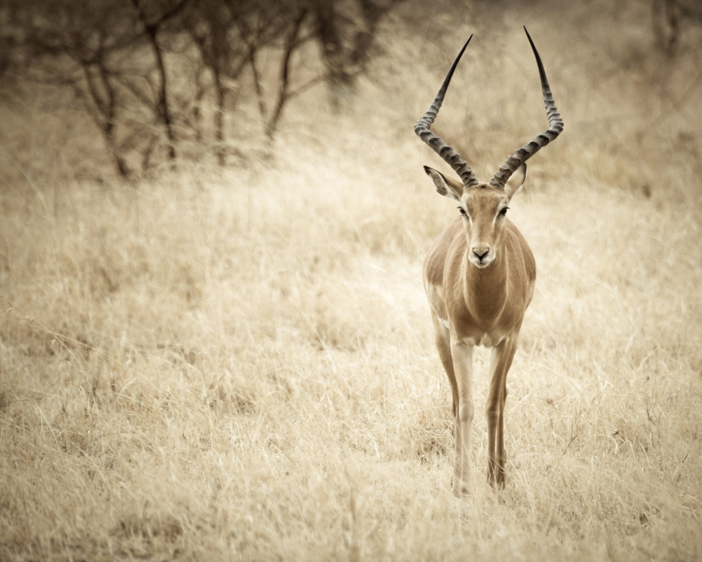 PatCorlin_20130803_Africa, Tanzania_1971_edit_SRGB (1)