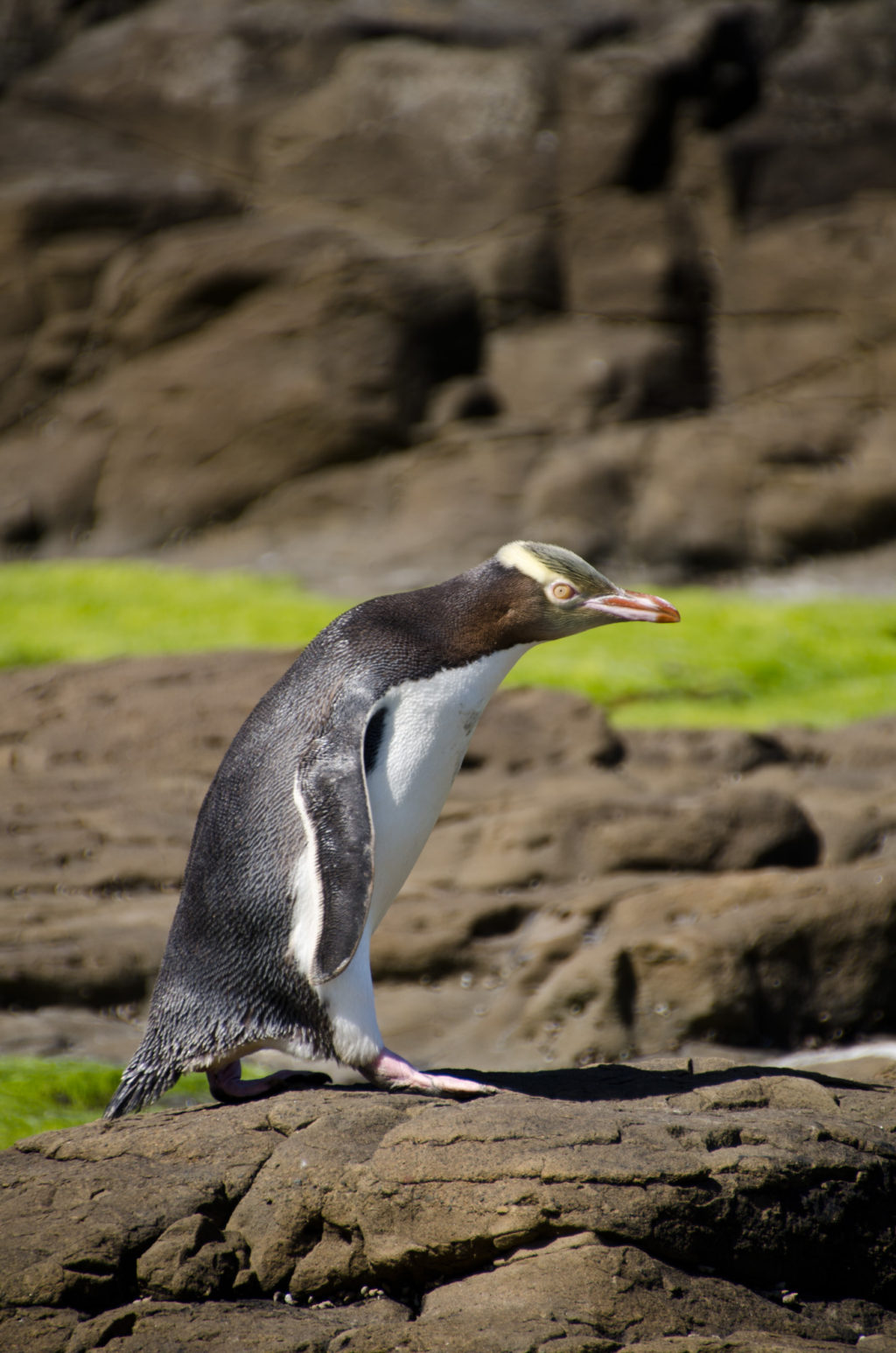 Yellow-eyed Penguin, South Island, New Zealand
