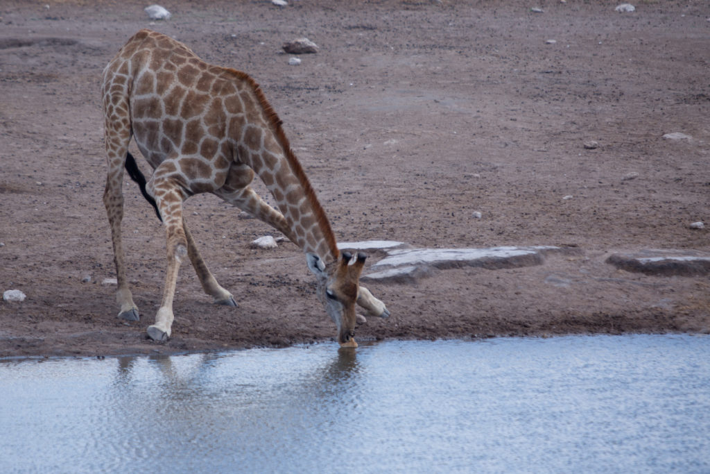 Etosha 18