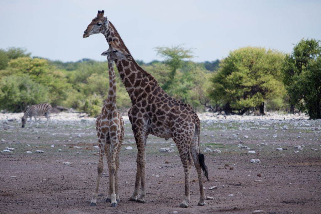 Etosha 19