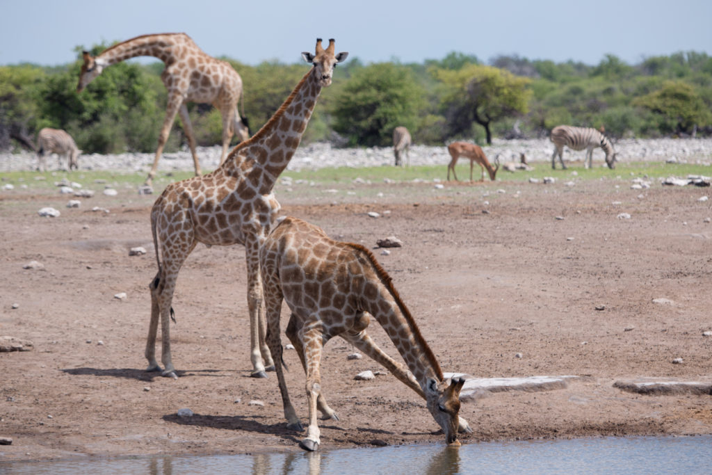 Etosha 21