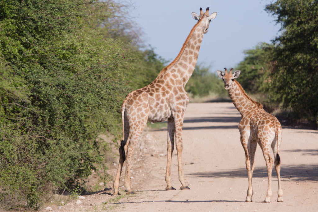 Etosha 56