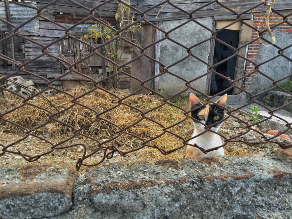 A cat looks up from behind a fence in Holguin. 