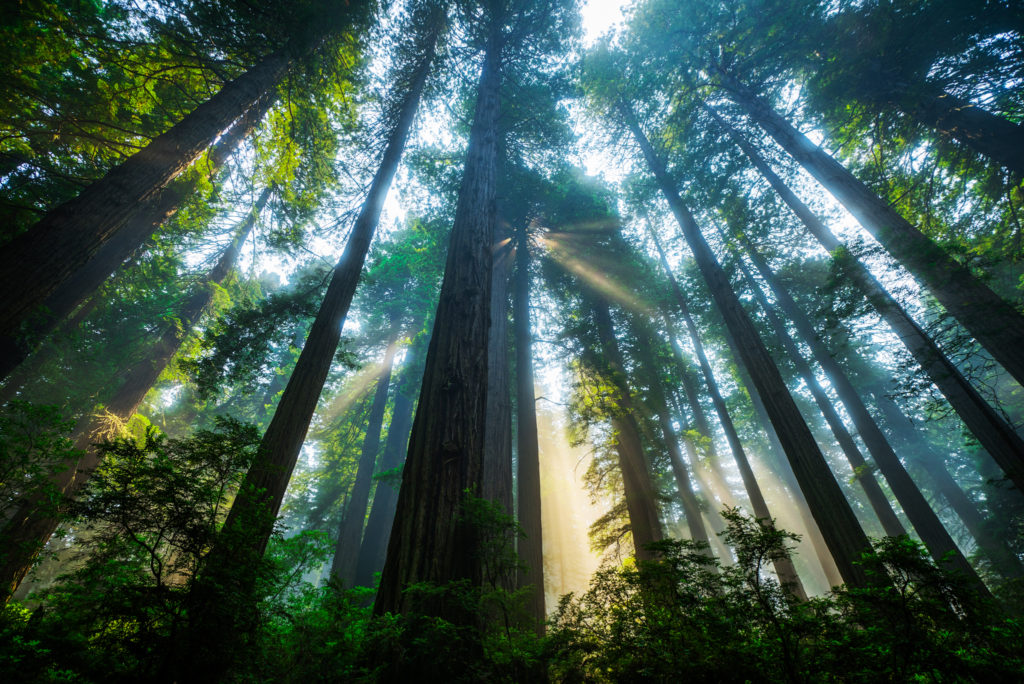 Redwood National Park, California