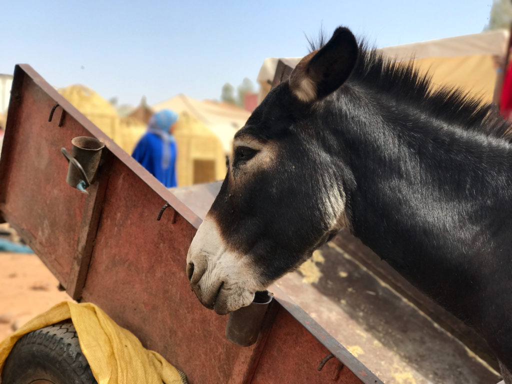 morocco-iphone-7-plus-michael-bonocore-5