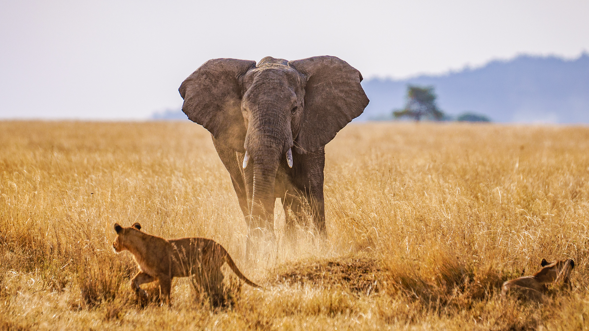39 Photos That Will Inspire You to Safari in Tanzania's Serengeti - Michael  Bonocore