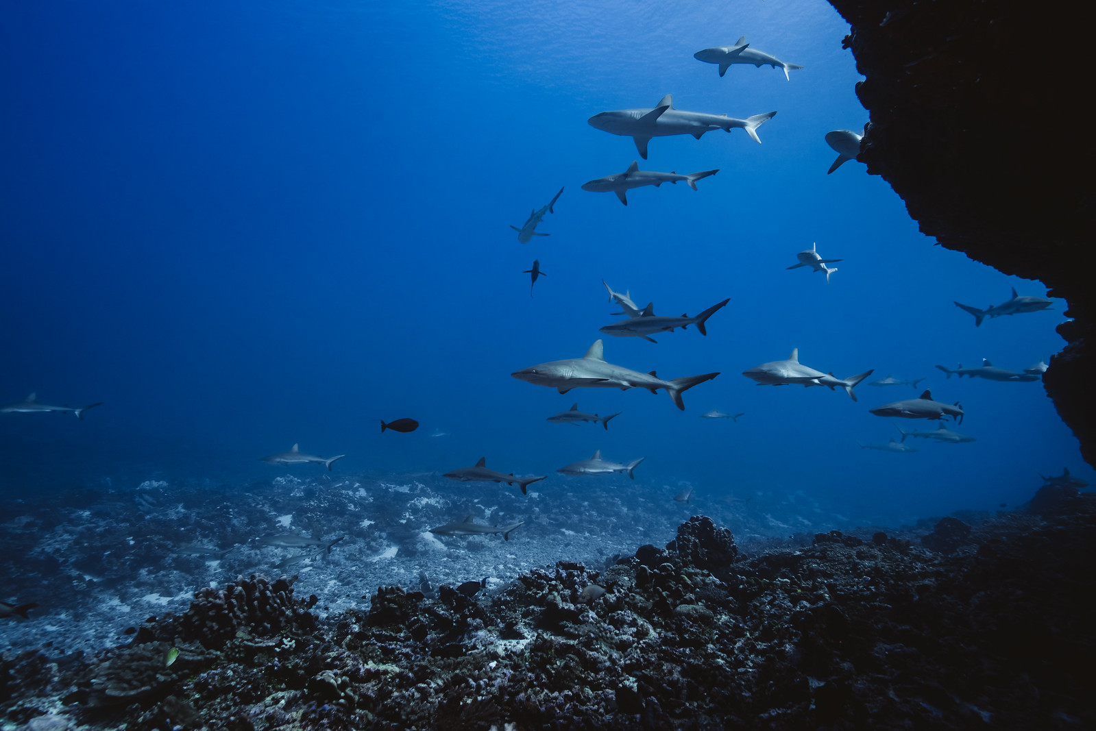 Diving Into the Waterworld of Tahiti and Fakarava - Michael Bonocore