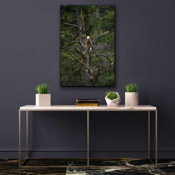 Bald Eagle In Idaho - Image 2